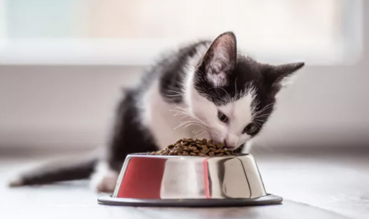 Les restes de nourriture deviendront de la nourriture pour les animaux